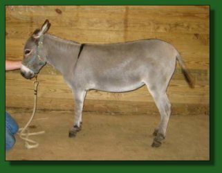 Lot #39 ~ Windcrest Little Carly