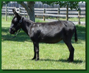 Yorkleigh Farms Orchid ~ Lot #18